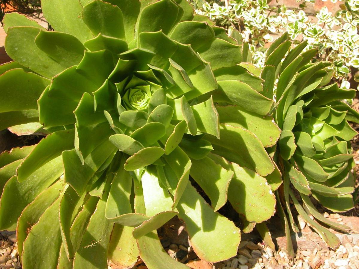 Pane Vivente Garden Cottage Beaufort West Bagian luar foto