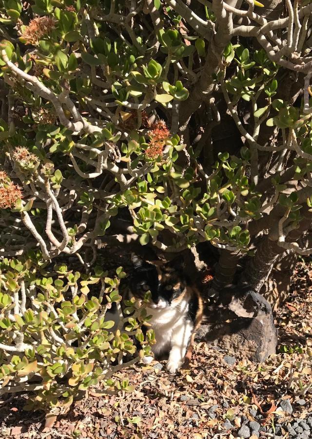 Pane Vivente Garden Cottage Beaufort West Bagian luar foto